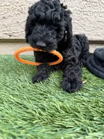 Morgan- F1BB Medium Black Tuxedo Hypoallergenic, a male Aussiedoodle and Poodle - Miniature  for sale in Gilbert, AZ – 1 of 10