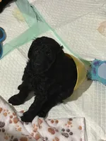 Morgan, a male Aussiedoodle for sale in Gilbert, AZ – 4 of 10
