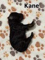 Kane, a male Aussiedoodle for sale in Gilbert, AZ – 8 of 8