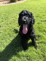 Morgan, a male Aussiedoodle for sale in Gilbert, AZ – 2 of 10