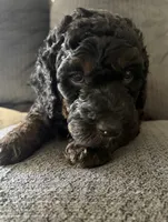 Kelsea, a female Aussiedoodle for sale in Gilbert, AZ – 4 of 10