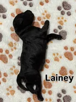 Lainey, a female Aussiedoodle for sale in Gilbert, AZ – 2 of 9