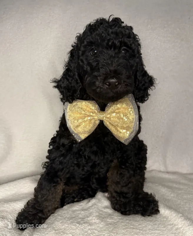Kane- F1BB Medium Black Phantom Hypoallergenic – Aussiedoodle, Poodle - Miniature  puppy for sale in Gilbert, AZ