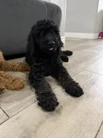 Kane- F1BB Medium Black Phantom Hypoallergenic, a male Aussiedoodle and Poodle - Miniature  for sale in Gilbert, AZ – 5 of 10