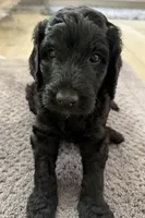 Morgan, a male Aussiedoodle for sale in Gilbert, AZ – 3 of 10