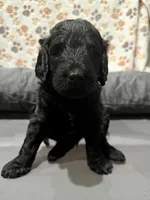 Morgan, a male Aussiedoodle for sale in Gilbert, AZ – 7 of 10