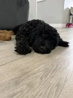 Kane- F1BB Medium Black Phantom Hypoallergenic, a male Aussiedoodle and Poodle - Miniature  for sale in Gilbert, AZ – 4 of 10