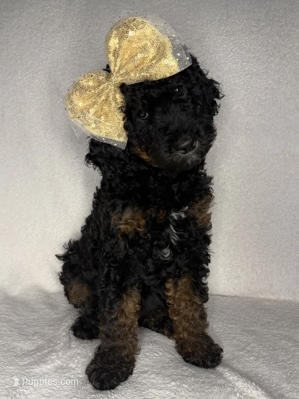 Kelsea- F1BB Medium Black Phantom Hypoallergenic – Aussiedoodle, Poodle - Miniature  puppy for sale in Gilbert, AZ