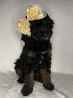 Kelsea- F1BB Black Phantom Hypoallergenic, a female Aussiedoodle and Poodle - Miniature  for sale in Gilbert, AZ – 3 of 10