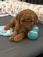 Ella, a female Aussiedoodle for sale in Gilbert, AZ – 2 of 10