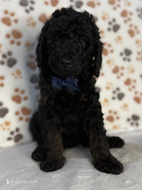 Kane – Aussiedoodle puppy for sale in Gilbert, AZ