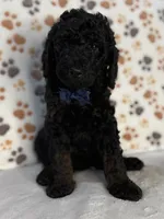 Kane, a male Aussiedoodle for sale in Gilbert, AZ – 1 of 8