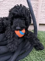Morgan- F1BB Medium Black Tuxedo Hypoallergenic, a male Aussiedoodle and Poodle - Miniature  for sale in Gilbert, AZ – 3 of 10