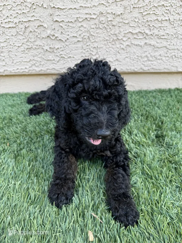 Kane- F1BB Medium Black Phantom Hypoallergenic – Aussiedoodle, Poodle - Miniature  puppy for sale in Gilbert, AZ