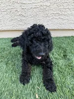 Kane- F1BB Medium Black Phantom Hypoallergenic, a male Aussiedoodle and Poodle - Miniature  for sale in Gilbert, AZ – 6 of 10