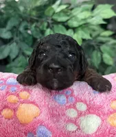 Kelsea, a female Aussiedoodle for sale in Gilbert, AZ – 6 of 10