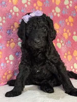 Lainey, a female Aussiedoodle for sale in Gilbert, AZ – 6 of 9