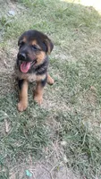 Candy, a female German Shepherd Dog for sale in Dallas, TX – 3 of 5