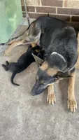 Amy, a female German Shepherd Dog for sale in Dallas, TX – 5 of 6