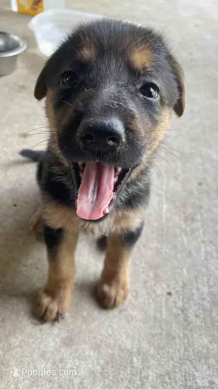 Candy – German Shepherd Dog puppy for sale in Dallas, TX