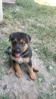 Candy, a female German Shepherd Dog for sale in Dallas, TX – 2 of 5