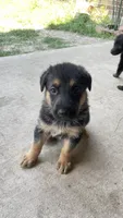 Candy, a female German Shepherd Dog for sale in Dallas, TX – 4 of 5