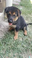 Candy, a female German Shepherd Dog for sale in Dallas, TX – 5 of 5
