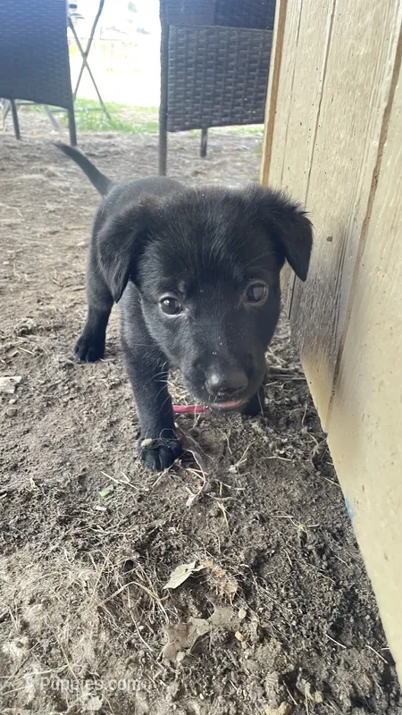 Amy – German Shepherd Dog puppy for sale in Dallas, TX