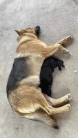Amy, a female German Shepherd Dog for sale in Dallas, TX – 6 of 6