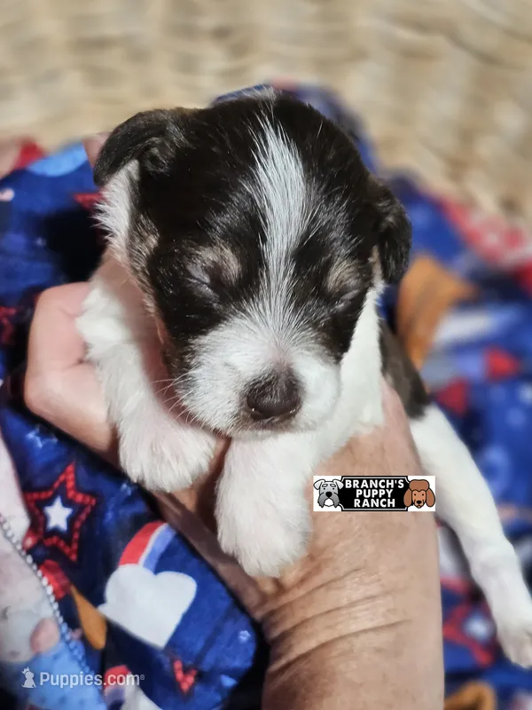 Timber – Miniature Schnauzer puppy on hold in Lebanon, MO