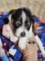 Timber, a male Miniature Schnauzer for sale in Lebanon, MO – 1 of 4