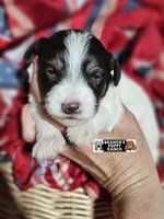 Molly, a female Miniature Schnauzer for sale in Lebanon, MO – 2 of 3
