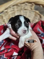 Reese, a female Miniature Schnauzer for sale in Lebanon, MO – 3 of 4