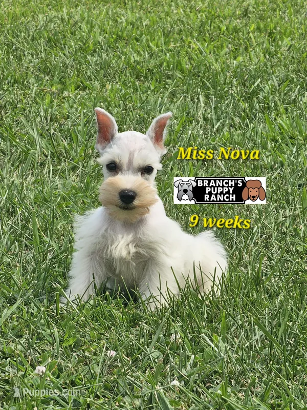 Nova – Miniature Schnauzer puppy for sale in Lebanon, MO