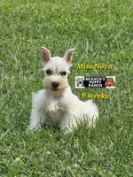 Nova, a female Miniature Schnauzer for sale in Lebanon, MO – 1 of 4