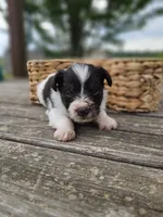 Toffee , a female Miniature Schnauzer for sale in Lebanon, MO – 1 of 3