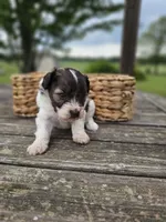 Tilly, a female Miniature Schnauzer for sale in Lebanon, MO – 3 of 3