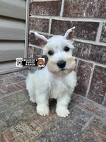 Lainey, a female Miniature Schnauzer for sale in Lebanon, MO – 2 of 4