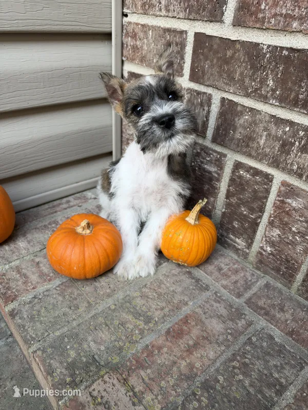 Rocko – Miniature Schnauzer puppy for sale in Lebanon, MO