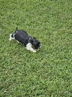 Alena, a female Miniature Schnauzer for sale in Lebanon, MO – 4 of 4