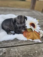 Suki, a female Miniature Schnauzer for sale in Lebanon, MO – 3 of 3