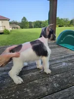 Trudy, a female Miniature Schnauzer for sale in Lebanon, MO – 3 of 6