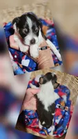Timber, a male Miniature Schnauzer for sale in Lebanon, MO – 2 of 4