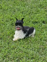 Alena, a female Miniature Schnauzer for sale in Lebanon, MO – 2 of 4