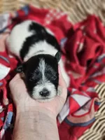 Bella, a female Miniature Schnauzer for sale in Lebanon, MO – 4 of 4