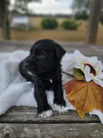 Lottie, a female Miniature Schnauzer for sale in Lebanon, MO – 2 of 3