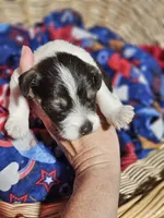 Timber, a male Miniature Schnauzer for sale in Lebanon, MO – 4 of 4