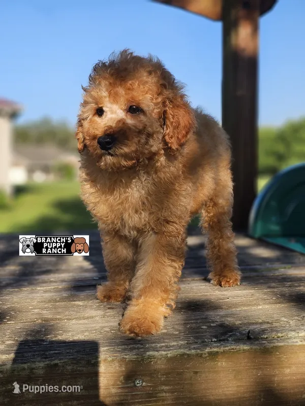 Cinnamon  – Poodle - Miniature  puppy for sale in Lebanon, MO