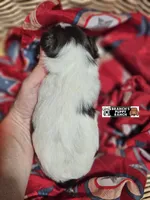 Reese, a female Miniature Schnauzer for sale in Lebanon, MO – 2 of 4