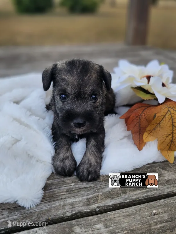Suki – Miniature Schnauzer puppy for sale in Lebanon, MO